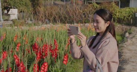 Canvas Print - Woman use of mobile phone to take photo at gladiolus flower garden