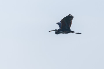 Wall Mural - Flying heron. Colorful nature background. Bird: Purple Heron. Ardea purpurea.