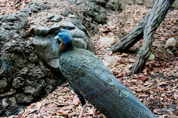 Wall Mural - Great argus pheasant.
  Amazing, incredibly beautiful birds that are a cross between pheasants and peacocks. The feathers on the back of the bird are brown-gray with white dots. Argus is widespread in