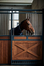 Portrait Of Young Bay Horse Staying In A Modern Stable