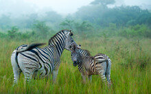 Zebra Mother And Foal In The Mist