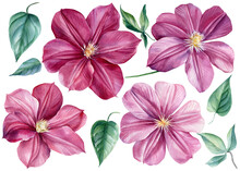Set Pink Clematis Flowers On An Isolated White Background. Watercolor Illustrations.