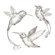 Hand drawn sketch illustration with hummingbirds collection on a white background