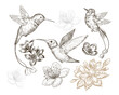 Hand drawn sketch illustration with caliber birds and spring flowers isolated