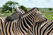 two zebra resting their heads on each others neck