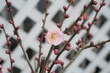 ベランダに咲く梅の花