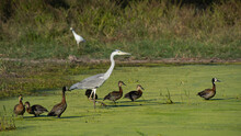 Grey Heron With White Faced Whistling Duck
