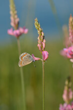 Common Blue Butterfly On A Pink Flower Closed Wings Pollinating