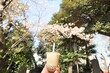 桜の花とタピオカミルクティー