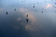 Reflection of Seagull in Yamuna River under blue sky