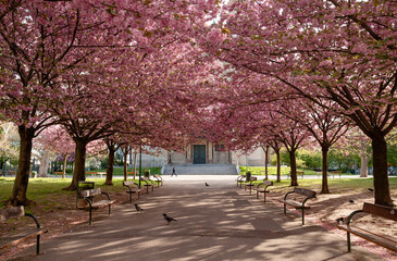 Wall Mural - cherry blossom in the park