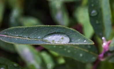 Water drops after rain on the leaves of plants