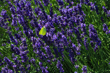 A butterfly sits on a blooming fragrant lavender.