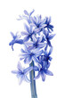Blue hyacinth flower on a white background, watercolor illustration, botanical painting