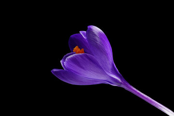 Wall Mural - Dark violet blue crocus - Crocus vernus - on black background