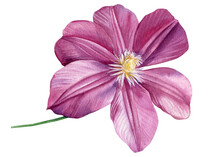 Pink Clematis Flower On An Isolated White Background. Watercolor Illustrations.