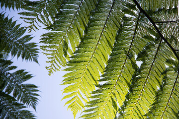 Wall Mural - Green leaves