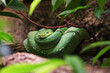 © Milan - Emerald tree boa (Corallus caninus) green colour snake sitting on bench in rainforest of South America