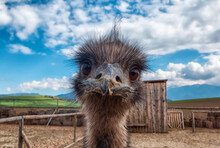 Curious Animal Look. Funny Ostrich