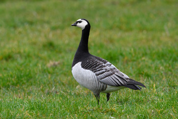 Wall Mural - Weißwangengans,  Nonnengans // Barnacle goose (Branta leucopsis)