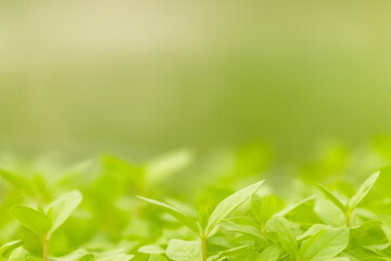 Wall Mural - Blur green leaves on sunshine background. Closeup nature view of green leaf on blurred greenery in the garden with copy space using as a background.