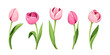 Vector set of five pink tulips isolated on a white background.