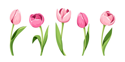 Wall Mural - Vector set of five pink tulips isolated on a white background.