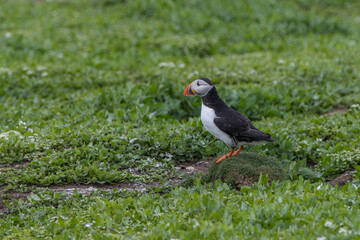 Wall Mural - puffin