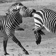 Hartmanns Berg Zebras in Aktion 237 sw