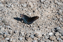 Red Spotted Purple Butterfly In Springtime