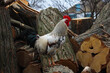 Rooster in the village on a stack of firewood. Selective focus.
