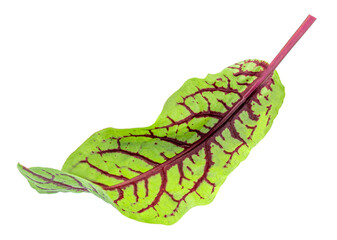 Wall Mural - Fresh salad leaves  leaves (chard or beetroot leaves) isolated on white background. Close-up.