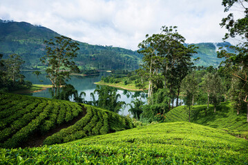 Poster - Tea plantations around the castlereagh reservoir Hatton Sri lanka