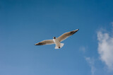 Fototapeta Zwierzęta - A beautiful white lone seagull flies against the blue sky, soaring above the clouds. Photo of a bird.