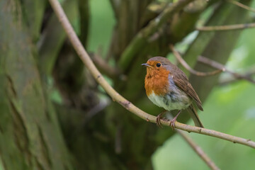 Canvas Print - robin on a branch