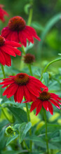 Vertical Banner Of Brilliant Red Coneflowers, Echinacea, With Spruce Green Leaves In A Meadow