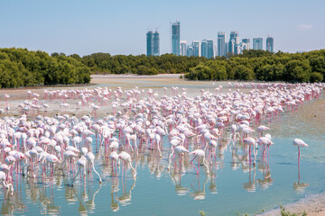 thousands of greater flamingos (phoenicopterus roseus) at ras al khor wildlife sanctuary in dubai, w