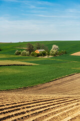 Wall Mural - Beautiful spring rural landscape with green fields