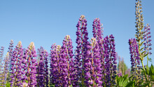 Beautiful Lupins In Summer. Purple Flowers And Blue Sky.
