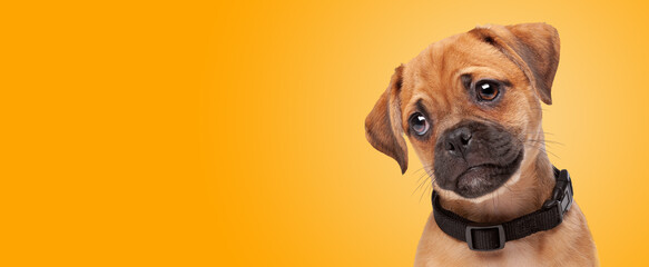 mixed breed puppy, half pug, half cavalier king charles spaniel