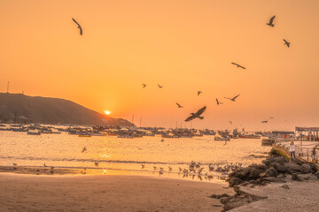 playa, ocasos, aves marinas, playas, botes, yates, surfers, vida marina