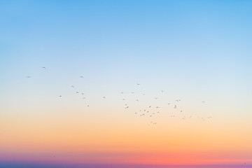 Silhouette of seagulls birds in far distance in colorful sky flying in Siesta Key, Sarasota, Florida with orange blue colors of sunset dusk twilight near beach