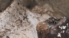Four Spotted Velvet Ant Walks Up Moldy Tree Branch On Jungle Floor
