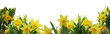 easter spring daffodils isolated on white - banner - copy space