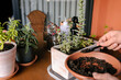 © Edgar - Hombre caucásico joven en la terraza de su casa cuidando sus plantas y suculentas con varias plantas encima de la mesa y material para cuidarlasAñadiendo tierra