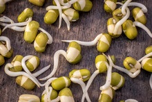 Fresh green  mungo beans sprouts on rustical wooden board
