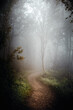 Waldweg im Nebel mit herbstlicher Stimmung