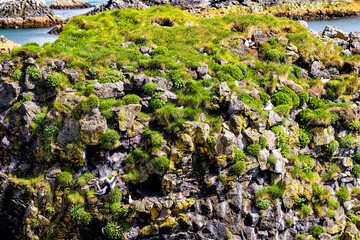 Closeup rocky landscape view near famous Gatklettur arch rock near Hellnar National park Snaefellsnes Peninsula in Iceland on summer day and seagulls nesting