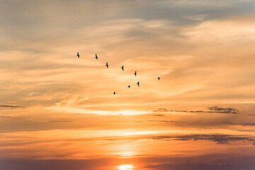 Wall Mural - Migratory birds flying in the shape of v on the soft and blur pastel colored sky background. gradient clouds on the beach resort. nature. sunrise.  peaceful morning.Instagram toned style