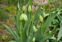 Large Green Tulip Buds Spring In The Garden